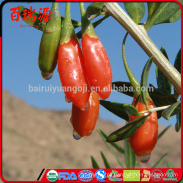 Goji berry onde comprar goji berries sale wolfberry health benefits